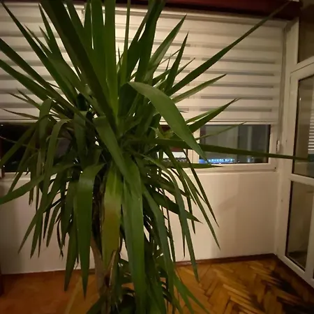 Lux Downtown Apartamento